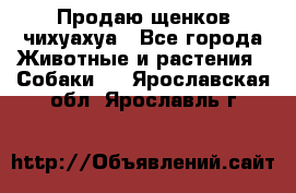 Продаю щенков чихуахуа - Все города Животные и растения » Собаки   . Ярославская обл.,Ярославль г.